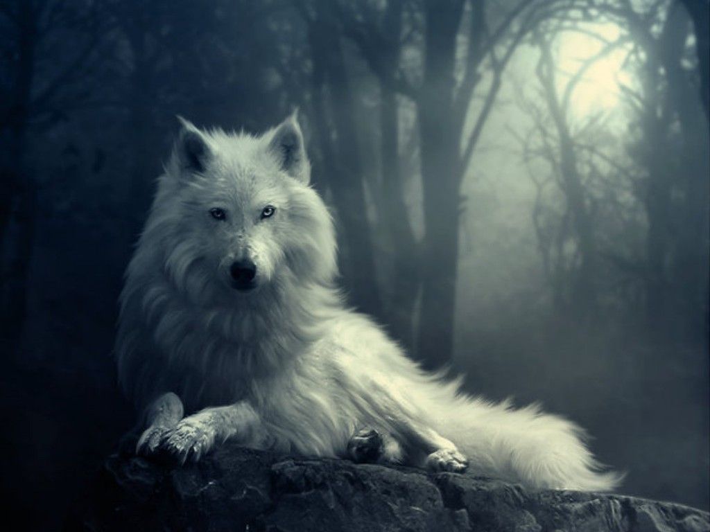 オオカミ 狼 の肖像